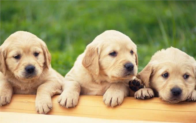 幼崽小金毛要每个月驱虫嘛