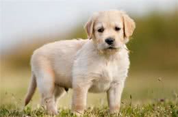 幼崽小金毛要每个月驱虫嘛