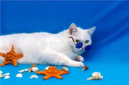 狗的记忆只有不到两分钟：记吃又记打，就是记不住人