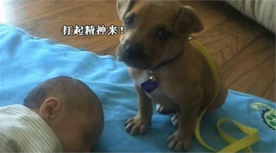 主人命令狗狗照顾孩子，狗狗困到极点也强撑着不肯睡