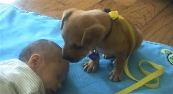 主人命令狗狗照顾孩子，狗狗困到极点也强撑着不肯睡