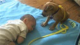 主人命令狗狗照顾孩子，狗狗困到极点也强撑着不肯睡