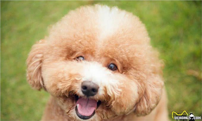 养狗的四大益处，不仅仅只是陪伴，难怪这么多人喜欢毛孩子