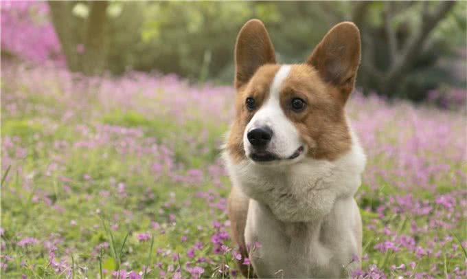 养狗的四大益处，不仅仅只是陪伴，难怪这么多人喜欢毛孩子