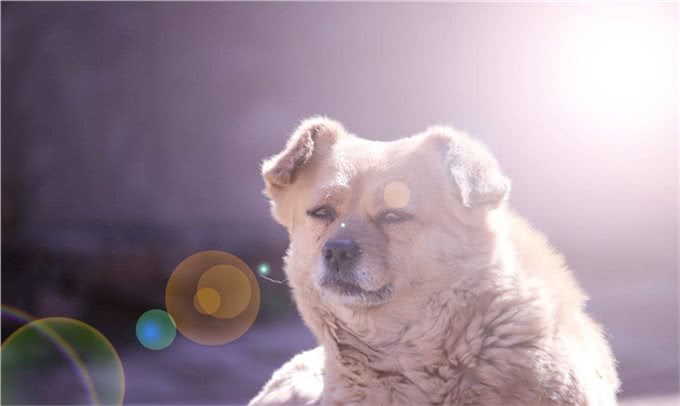 养狗的四大益处，不仅仅只是陪伴，难怪这么多人喜欢毛孩子