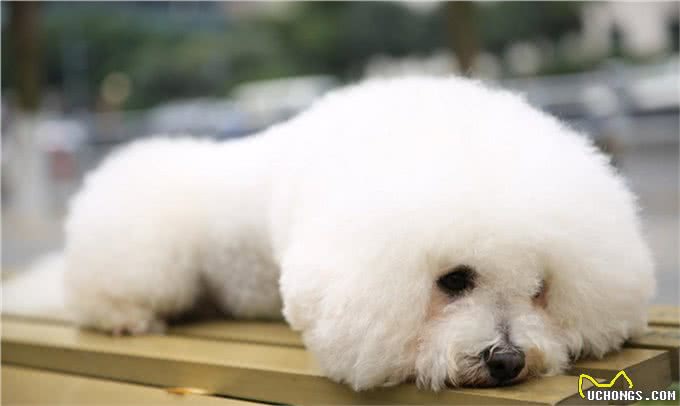 养狗的四大益处，不仅仅只是陪伴，难怪这么多人喜欢毛孩子