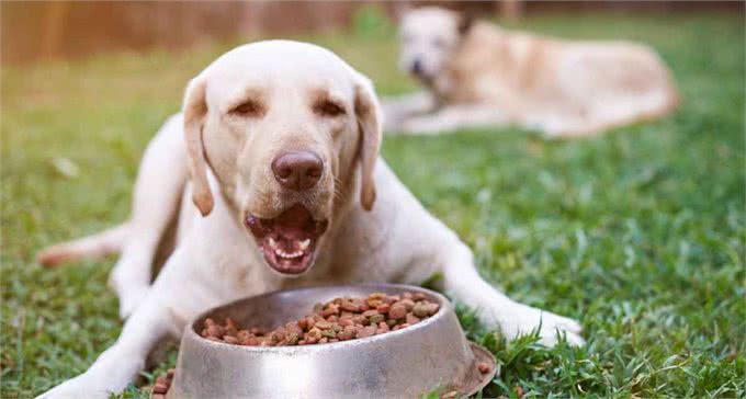 小狗吃巧克力中毒有哪些表现?遇到了又该怎么跟兽医说吃了多少