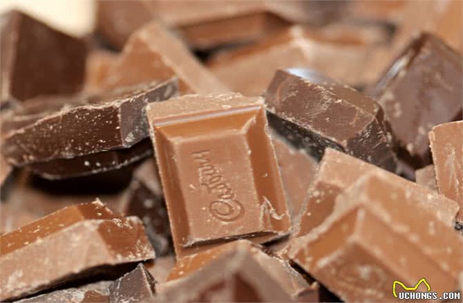 小狗吃巧克力中毒有哪些表现?遇到了又该怎么跟兽医说吃了多少