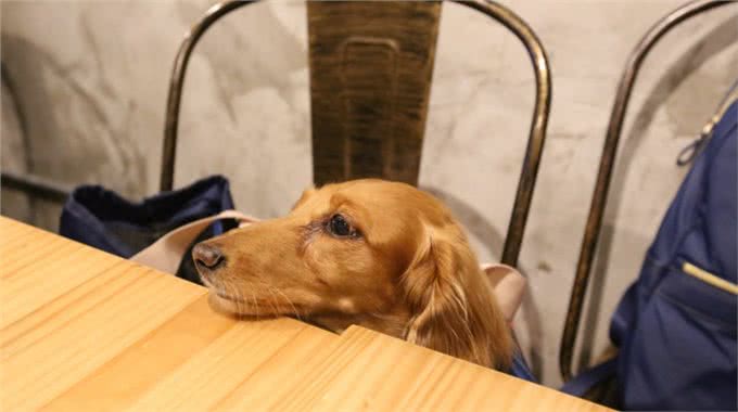 小狗吃巧克力中毒有哪些表现?遇到了又该怎么跟兽医说吃了多少