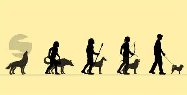 人类禁止近亲繁殖，为什么却让狗回交?甚至品种越纯越好?