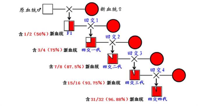 人类禁止近亲繁殖，为什么却让狗回交?甚至品种越纯越好?
