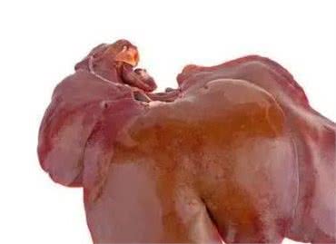 泰迪犬最喜欢吃这六种食物!