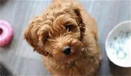 泰迪犬最喜欢吃这六种食物!