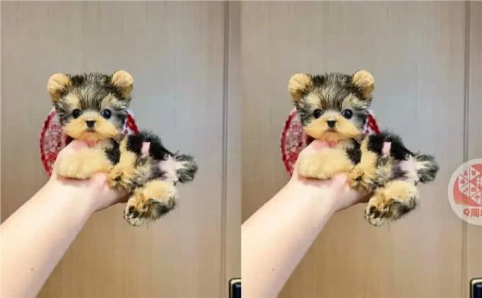 不可思议!这群约克夏竟有如此高智商?