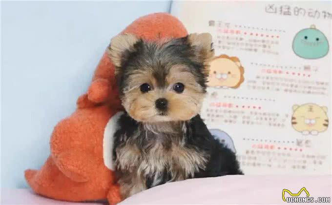 不可思议!这群约克夏竟有如此高智商?