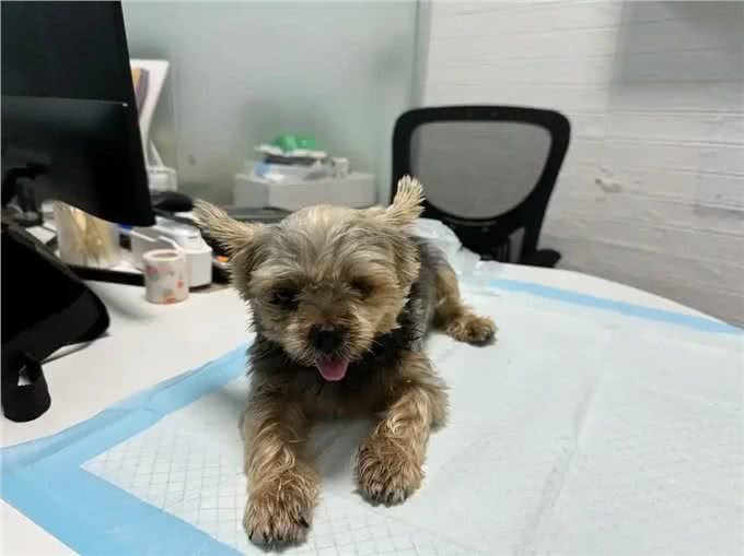 不可思议!这群约克夏竟有如此高智商?