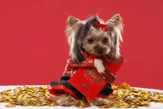 不可思议!这群约克夏竟有如此高智商?