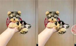 不可思议!这群约克夏竟有如此高智商?