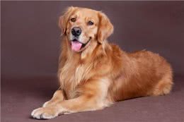 懂养狗的人都知道，其实养金毛比别的狗好