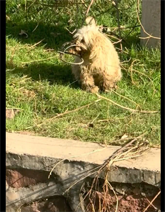狗狗因去庙里讨食，被人用捕兽夹夹住要弄死它，得救后竟流泪感谢