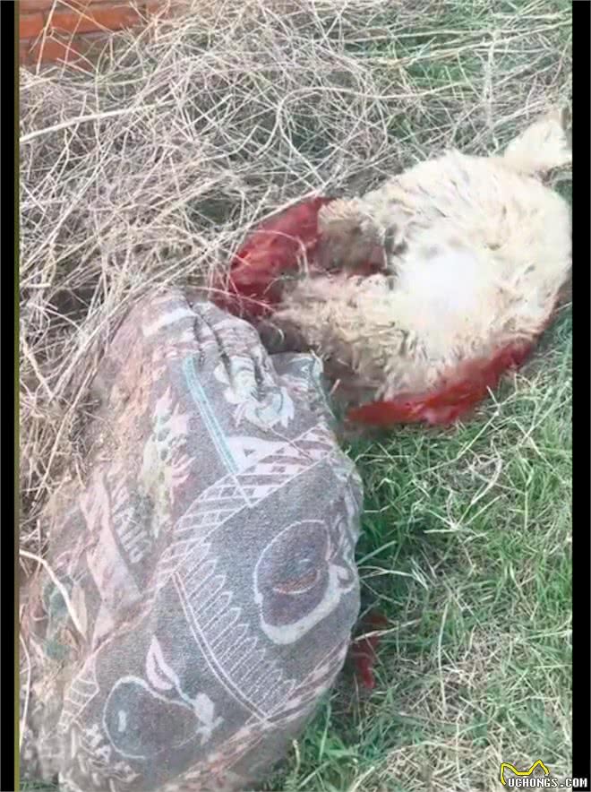 狗狗因去庙里讨食，被人用捕兽夹夹住要弄死它，得救后竟流泪感谢