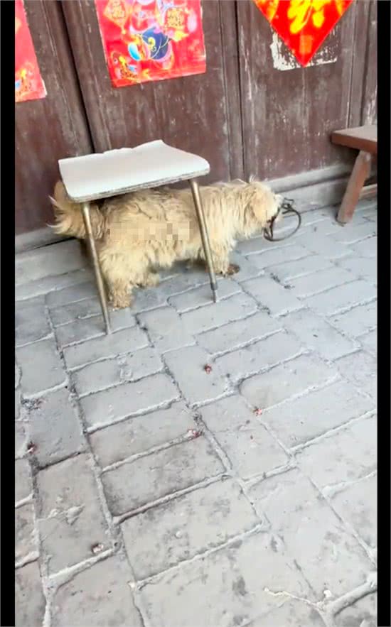 狗狗因去庙里讨食，被人用捕兽夹夹住要弄死它，得救后竟流泪感谢