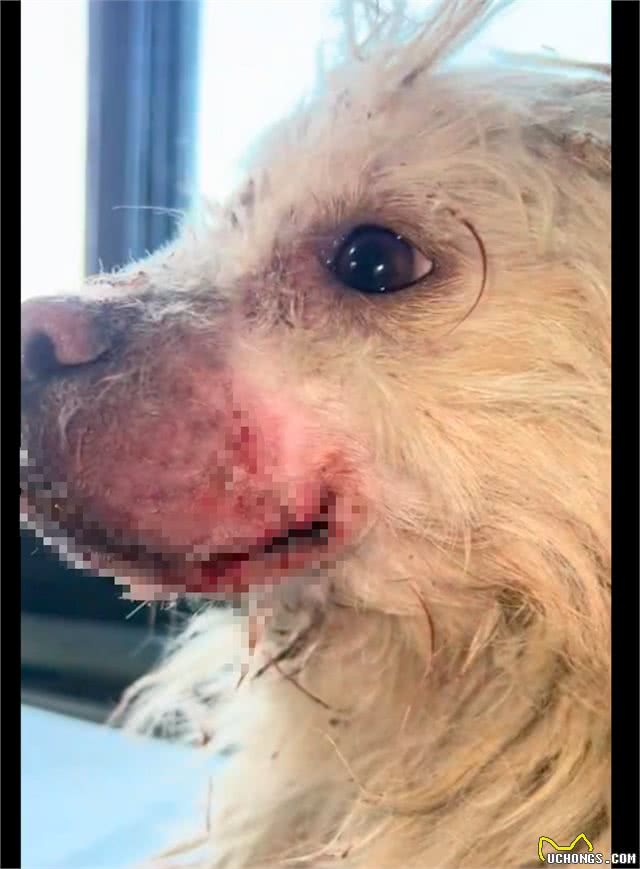 狗狗因去庙里讨食，被人用捕兽夹夹住要弄死它，得救后竟流泪感谢