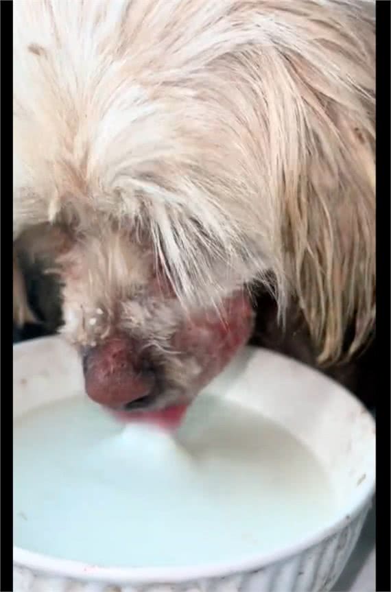 狗狗因去庙里讨食，被人用捕兽夹夹住要弄死它，得救后竟流泪感谢