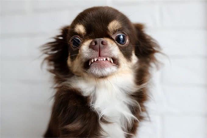 养狗人的邻里大战揭秘：四招让你轻松化解矛盾，与邻居和谐共处