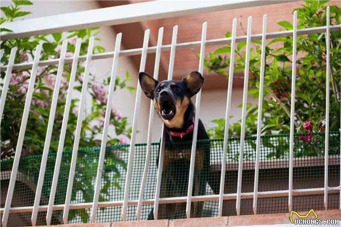 养狗人的邻里大战揭秘：四招让你轻松化解矛盾，与邻居和谐共处