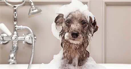 狗狗用什么样的洗涤用品最好,你知道吗?