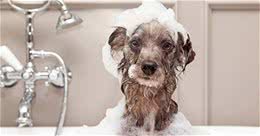 狗狗用什么样的洗涤用品最好，你知道吗?