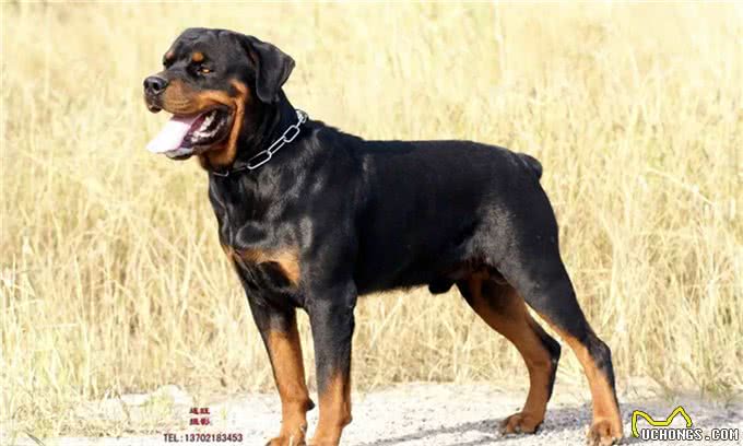 罗威纳价格多少钱一条?挑选罗威纳是不是纯种的技巧?
