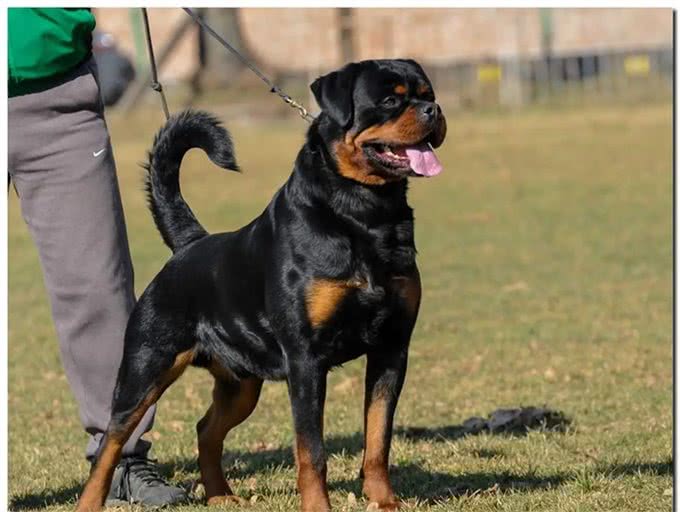 罗威纳价格多少钱一条?挑选罗威纳是不是纯种的技巧?