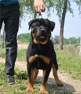 罗威纳价格多少钱一条?挑选罗威纳是不是纯种的技巧?