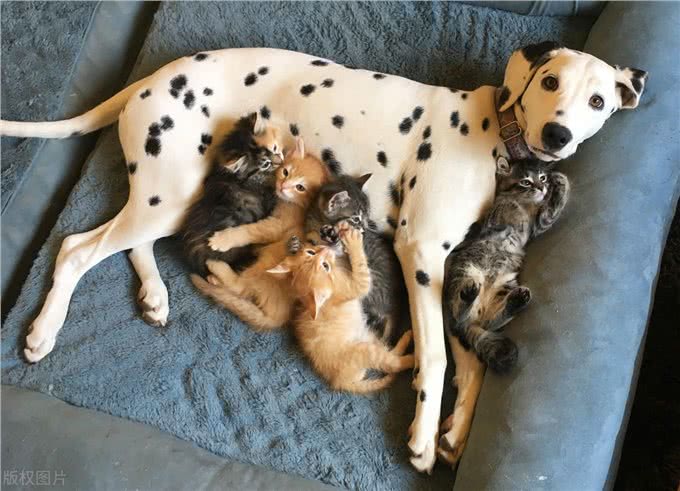 犬韦氏巴贝斯虫和吉氏巴贝斯虫、巴贝斯虫病的流行与诊断