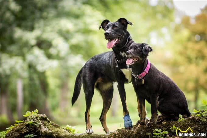 犬韦氏巴贝斯虫和吉氏巴贝斯虫、巴贝斯虫病的流行与诊断