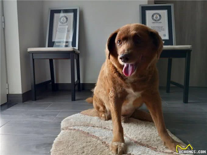 世界上最老的狗波比去世4个月后，被吉尼斯官方剥夺了此头衔