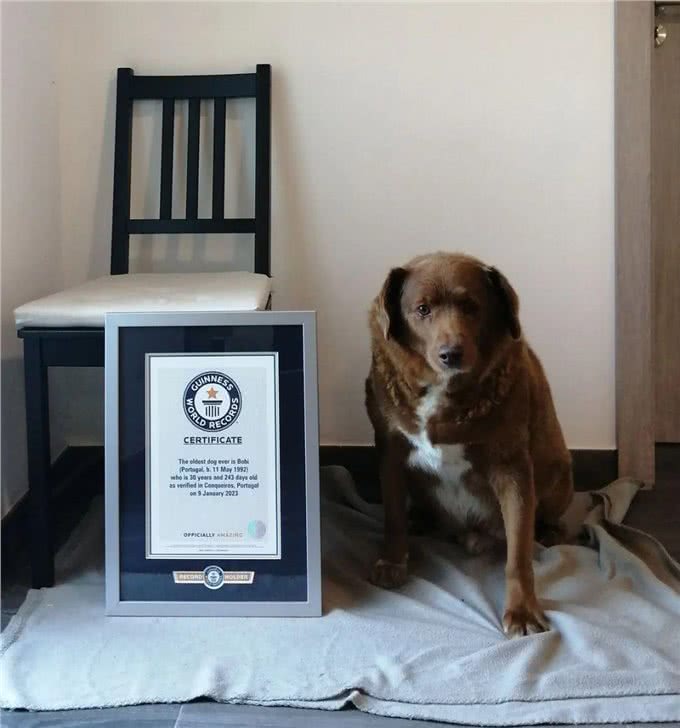 世界上最老的狗波比去世4个月后，被吉尼斯官方剥夺了此头衔
