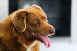 世界上最老的狗波比去世4个月后，被吉尼斯官方剥夺了此头衔