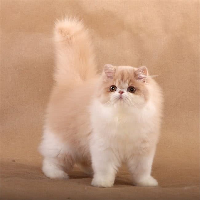 你对从小听到大的波斯猫了解多少?