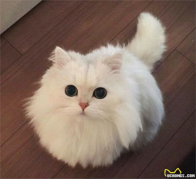 你对从小听到大的波斯猫了解多少?