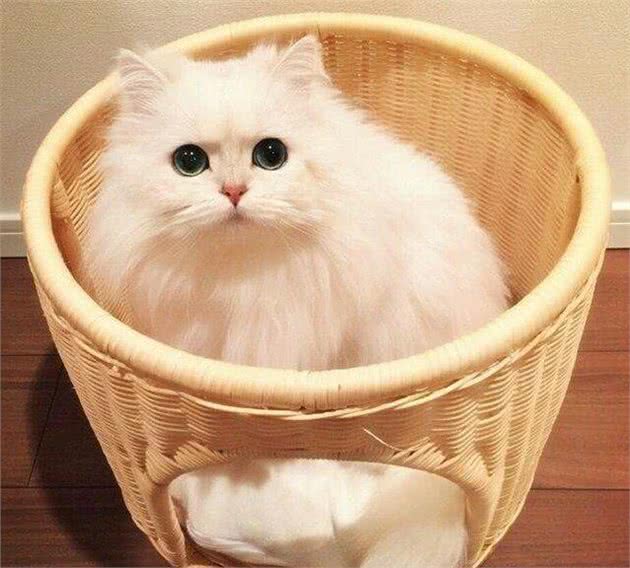 你对从小听到大的波斯猫了解多少?