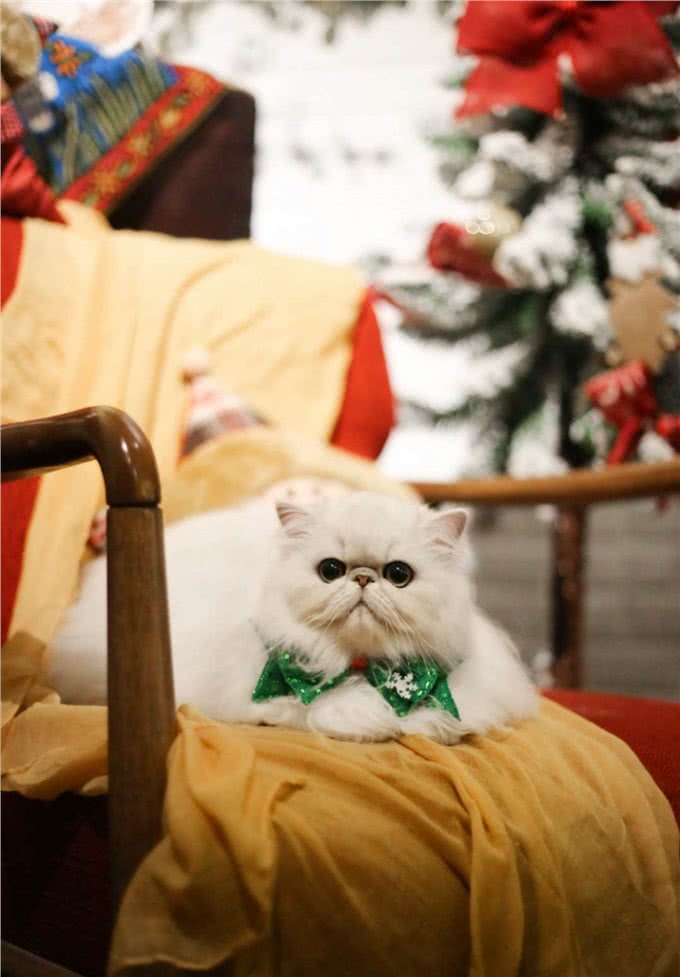 你对从小听到大的波斯猫了解多少?