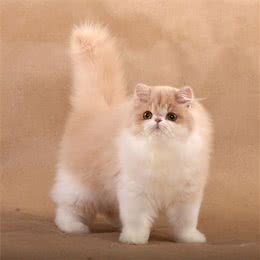 你对从小听到大的波斯猫了解多少?