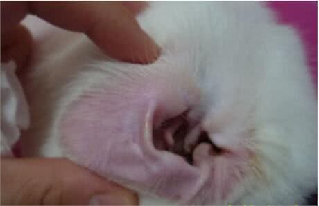 狗狗得了耳螨有哪些症状?又该怎样正确预防?