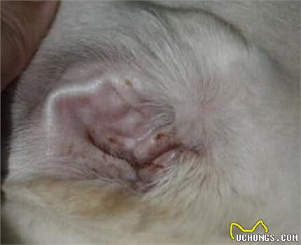 狗狗得了耳螨有哪些症状?又该怎样正确预防?