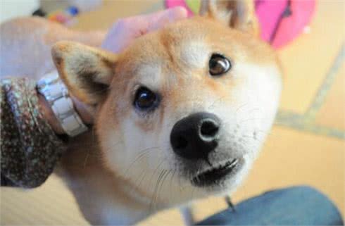 狗狗得了耳螨有哪些症状?又该怎样正确预防?