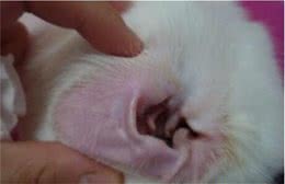 狗狗得了耳螨有哪些症状?又该怎样正确预防?