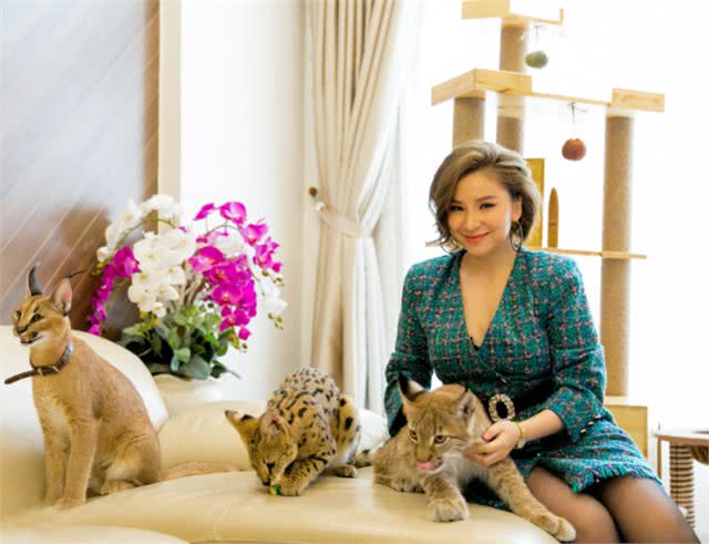 越南富家女花数十万在家里养3只野生大猫，网友：好看但养不起